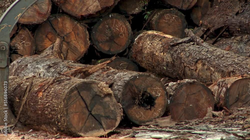 a deforestation area in the Amazon rainforest where dozens of felled trees wait to be bulldozered onto heavy trucks a deforestation area in the Amazon rainforest where dozens of felled trees wait to be bulldozered onto heavy trucks