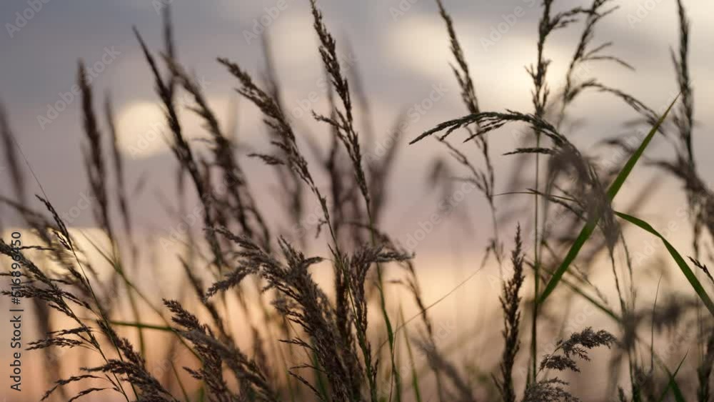 Wheat bushes move slowly in the wind. Wheat bushes move slowly in the wind.