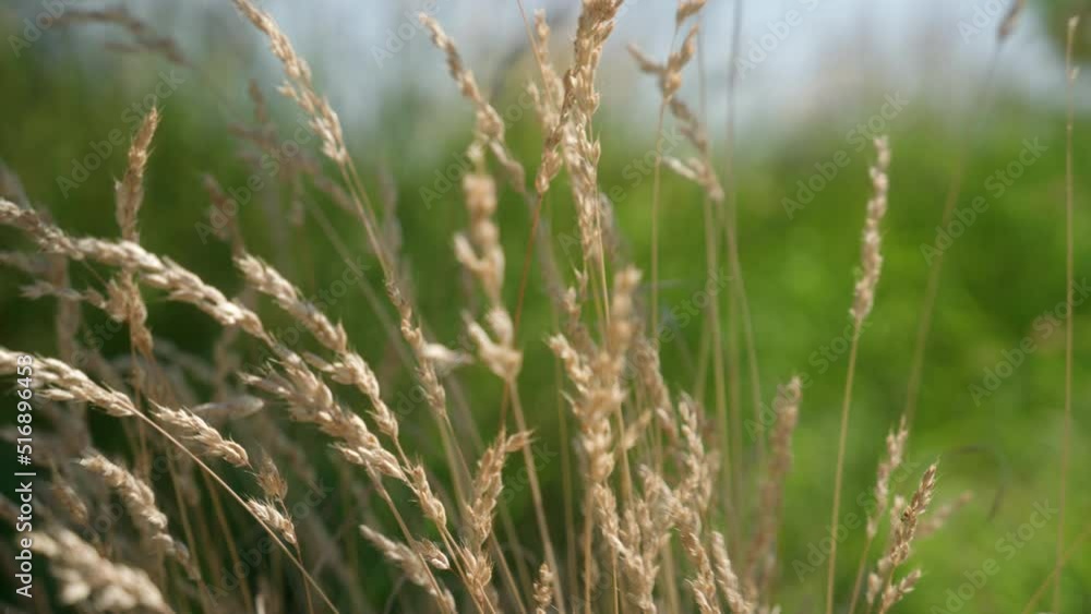 Wheat bush moves slowly in the wind outside. Wheat bush moves slowly in the wind outside.