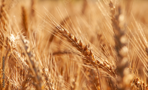 Ripe ears of wheat are golden in color. Close-up of the grain crop on the field ready for harvest.