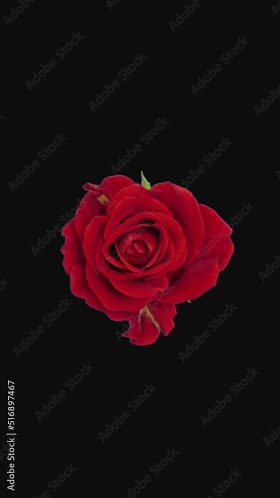 Seamless rotating time lapse of opening and closing red El-Toro rose isolated on black background, top view, vertical orientation Seamless rotating time lapse of opening and closing red El-Toro rose isolated on black background, top view, vertical orientation