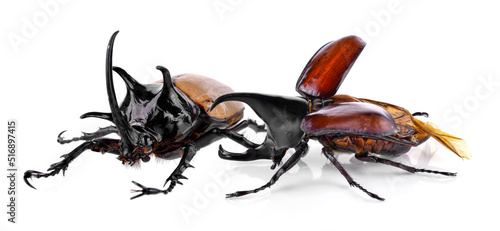 Canvastavla Yellow five-horned beetle