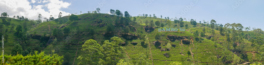 Nuwara Eliya, Sri Lanka - March 10, 2022: Panoramic view of the Damro tea plantations - obrazy, fototapety, plakaty 