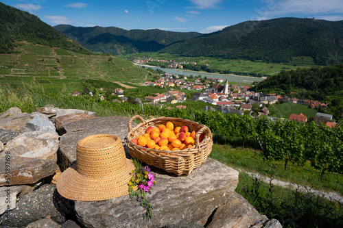 Foto Legendäre Marillenernte in der Wachau