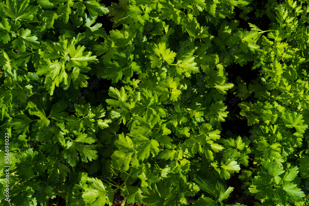 Top view of parsley leaves. Natural green background Top view of parsley leaves. Natural green background
