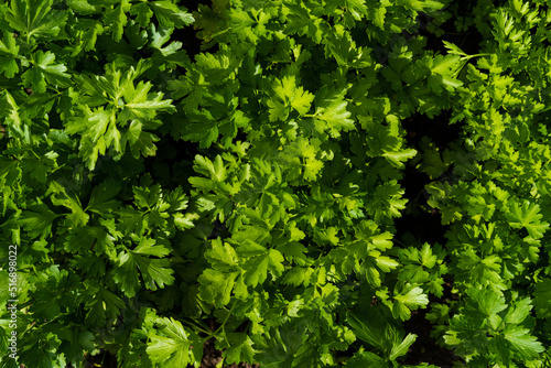 Top view of parsley leaves. Natural green background