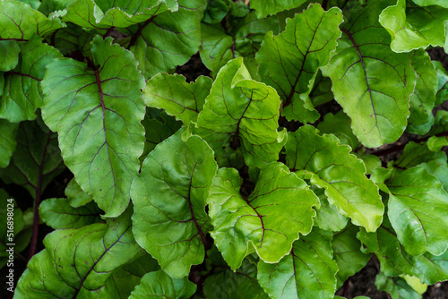Beet leaves top view. Natural agriculture green background