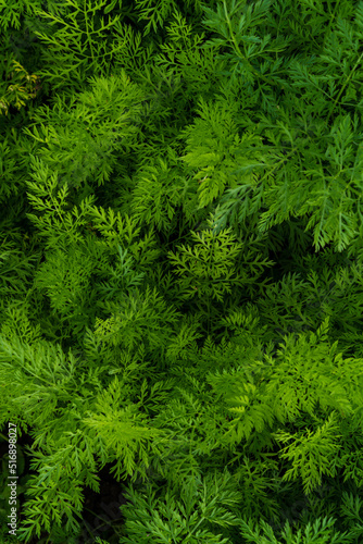 Top view of parsley leaves. Vertical orientation