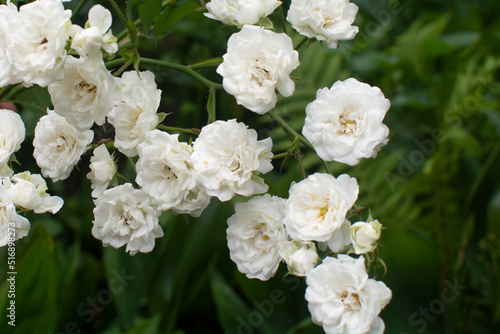 White bush roses in the summer garden. Summer beautiful flowers