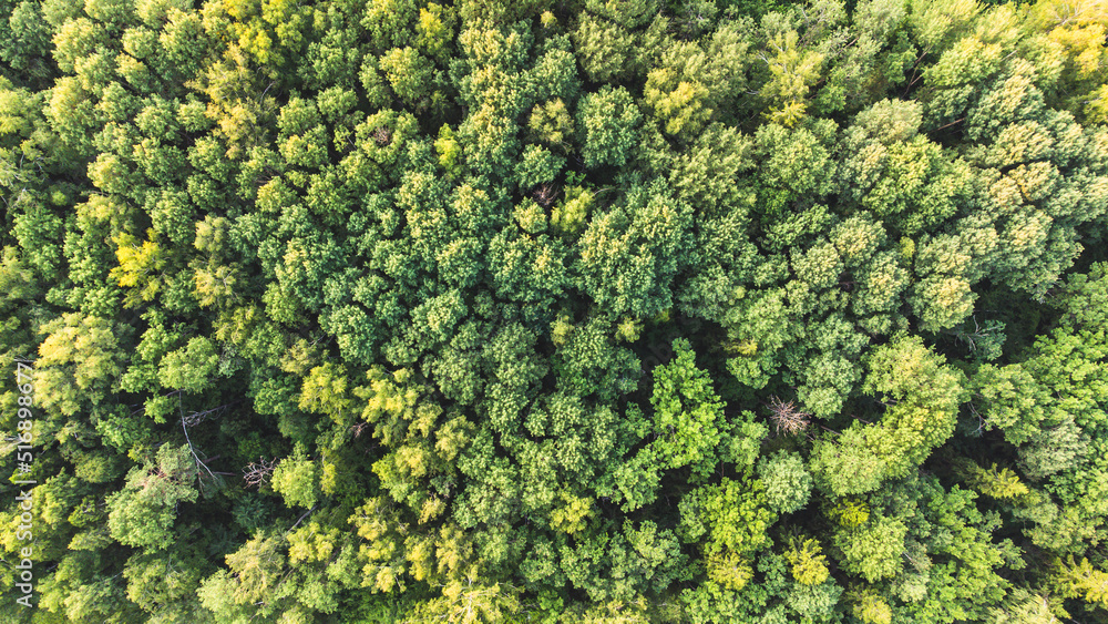 Deciduous forest from a height, background image of the forest, sun glare Deciduous forest from a height, background image of the forest, sun glare