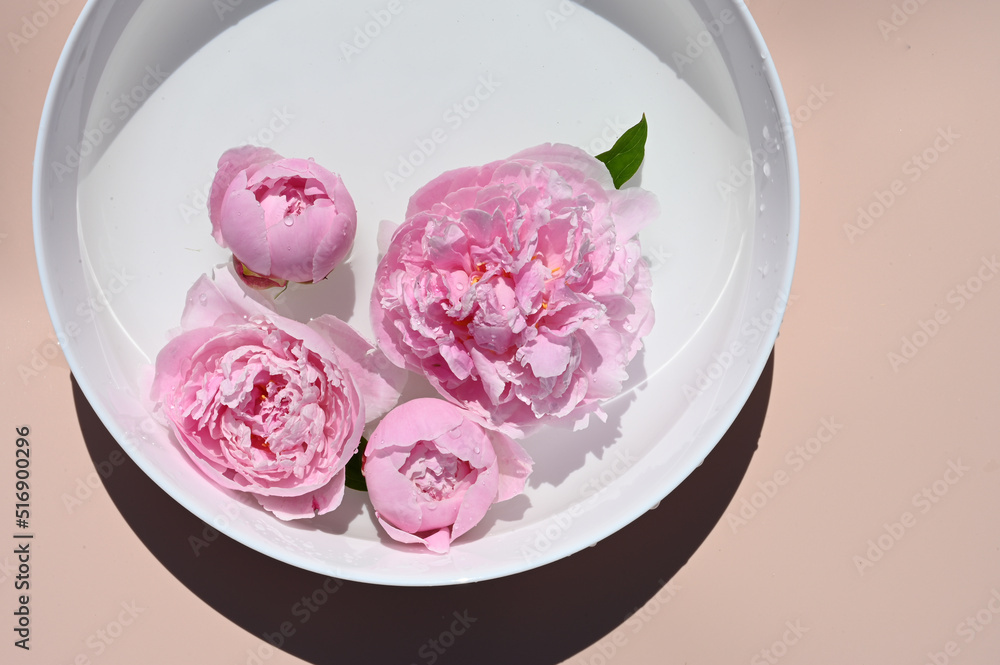 Top view pink peonies in white ceramic bowl of water on pastel surface. Trendy floral background Top view pink peonies in white ceramic bowl of water on pastel surface. Trendy floral background