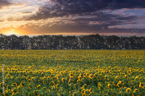 Field of sunflowers and sunrise with clouds. Sun hats look at the morning sun emerging from behind the forest.
