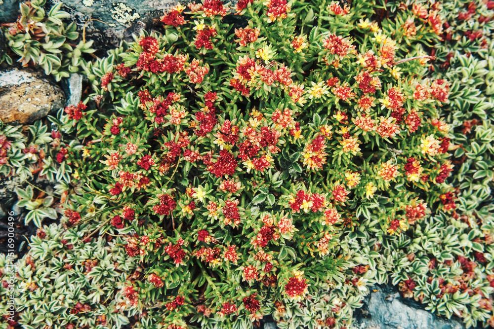 Rhodiola rosea unique rare plant with strong healing effect in Altai mountains. Flowering apothecary plant in highlands