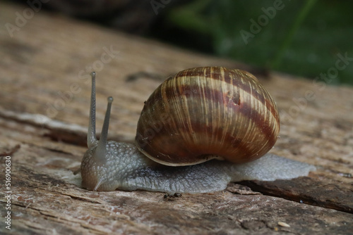 snail on a leaf, a slug is crawling on a wooden floor and there is an ant near it