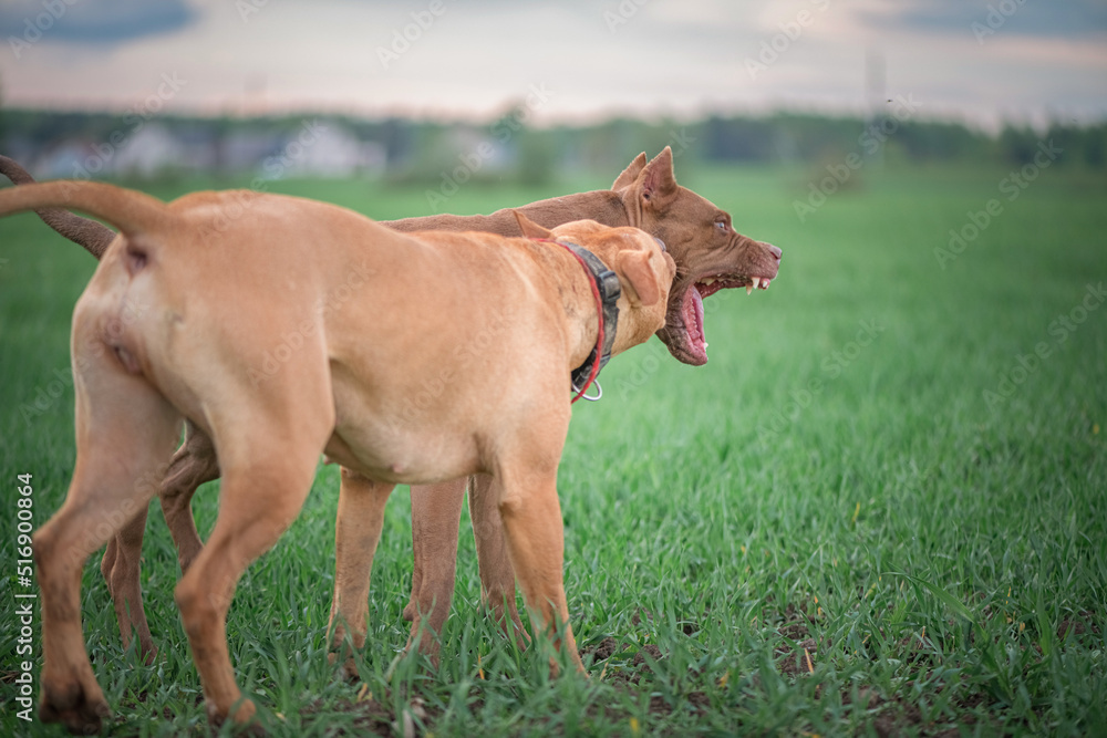 A beautiful purebred pit bull terrier is playing on the field.