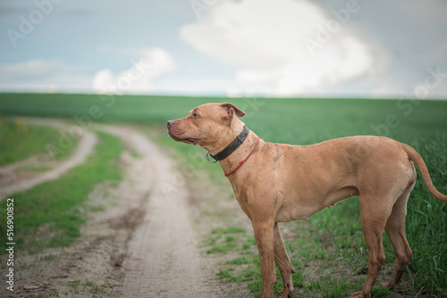 A beautiful purebred pit bull terrier is playing on the field.