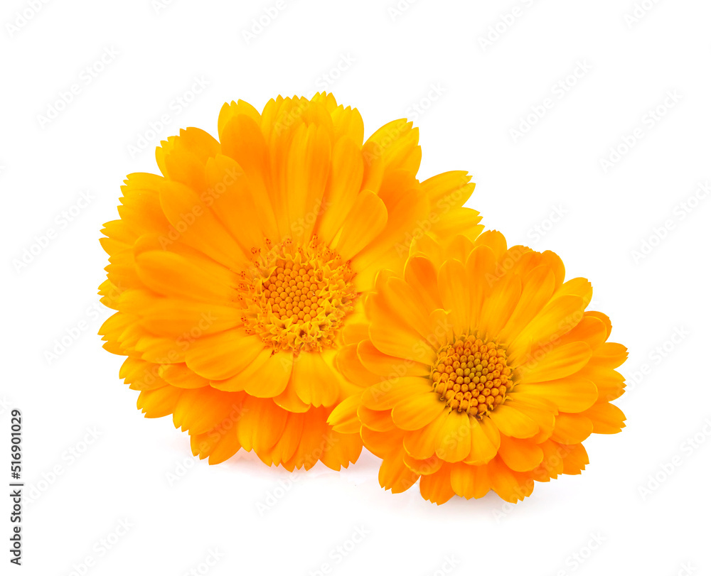 Calendula. Flowers isolated on white background. Calendula. Flowers isolated on white background.