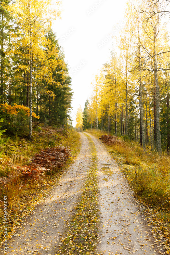 Road through the autumn forest Road through the autumn forest
