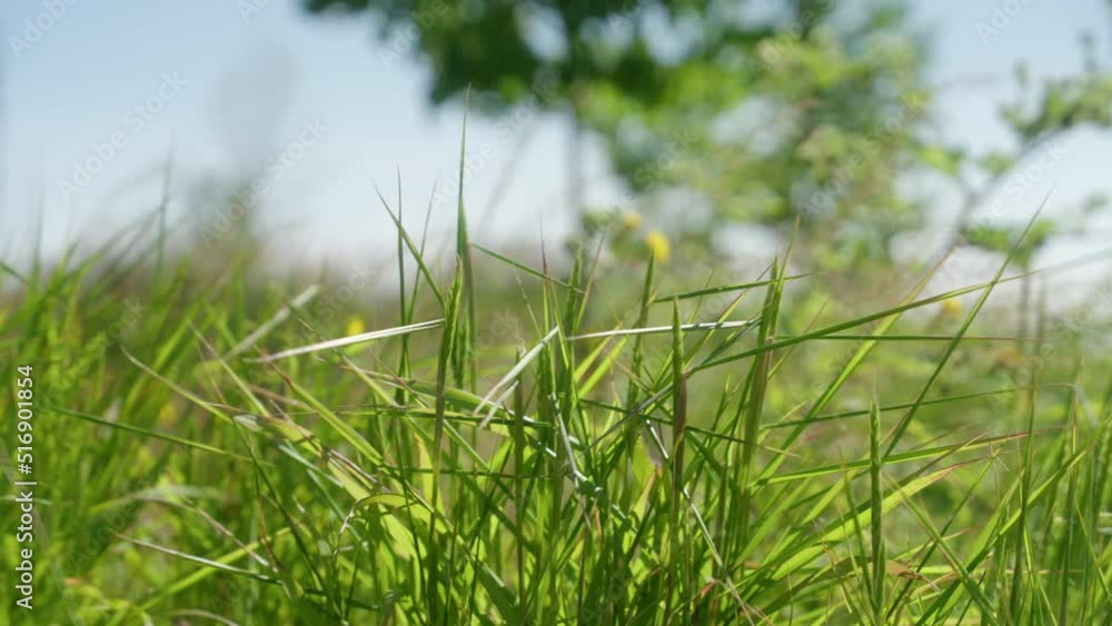 Plants get pushed around in the wind outside. Plants get pushed around in the wind outside.
