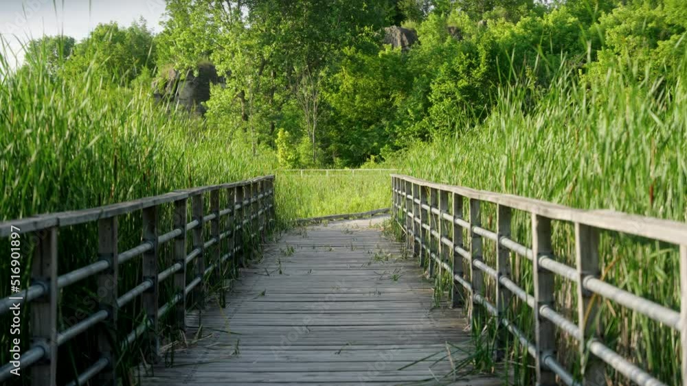 A bridge in a forest. A bridge in a forest.