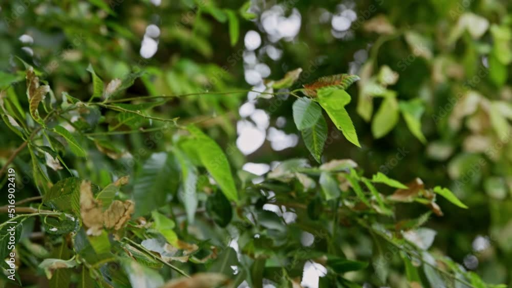 Rack focus between green leaves in tree blowing in breeze Rack focus between green leaves in tree blowing in breeze
