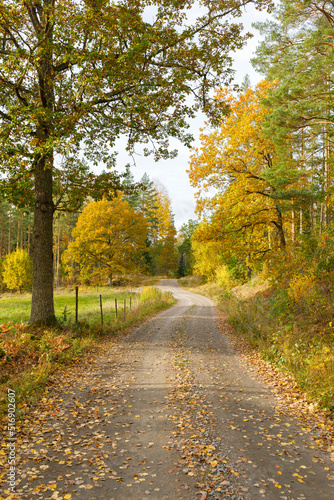 Wallpaper Mural Rural road and autumn trees Torontodigital.ca