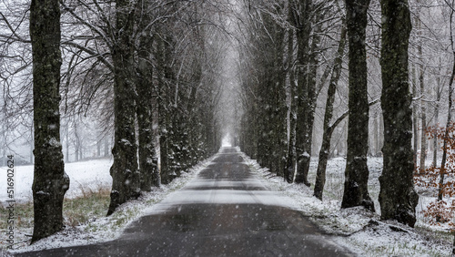 Rural road and trees in winter photo