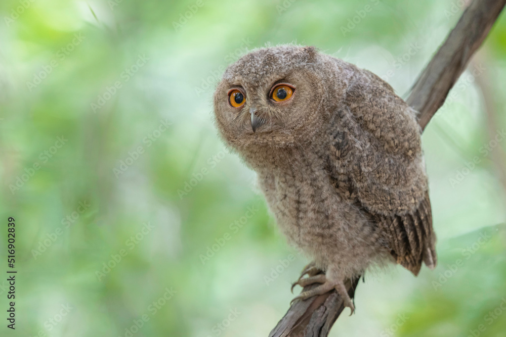 Obraz premium オオコノハズクの子供
