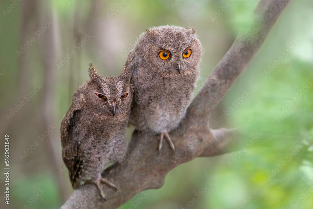 オオコノハズクの子供 オオコノハズクの子供