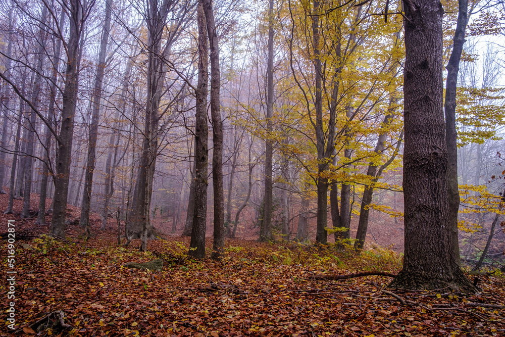 Beech forest in autumn, in the province of Girona in Catalonia (Spain)