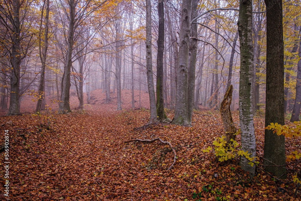 Beech forest in autumn in Montseny mountain, in Catalonia (Spain).