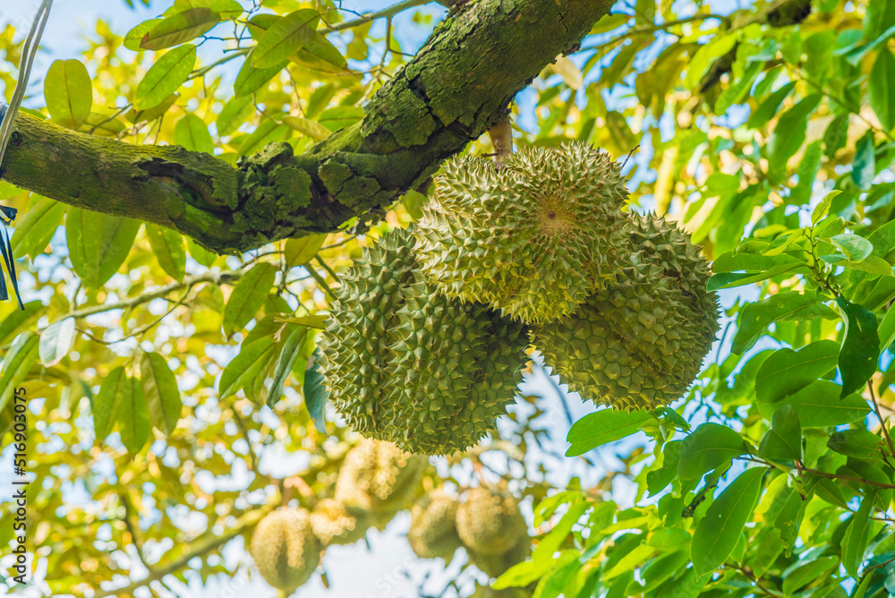 Durian tree, Fresh durian fruit on tree, Durians are the king of fruits