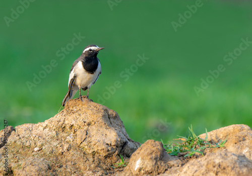 The white-browed wagtail or large pied wagtail (Motacilla maderaspatensis) is a medium-sized bird and is the largest member of the wagtail family.