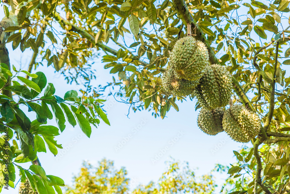 Durian tree, Fresh durian fruit on tree, Durians are the king of fruits, Tropical of asian fruit. Durian tree, Fresh durian fruit on tree, Durians are the king of fruits, Tropical of asian fruit.