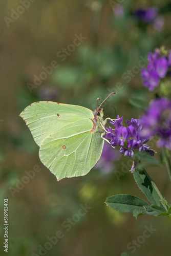 Male common brimstone butterfly (Gonepteryx rhamni).