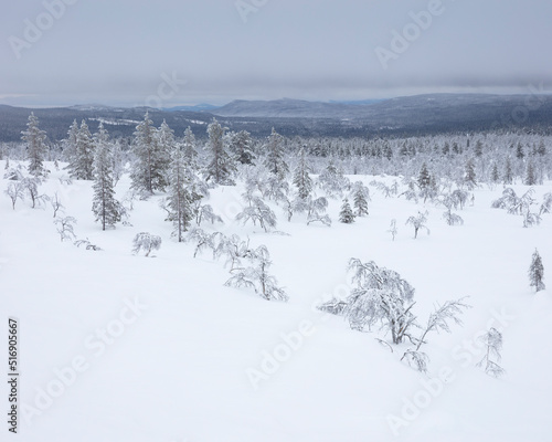 Forest in snow photo