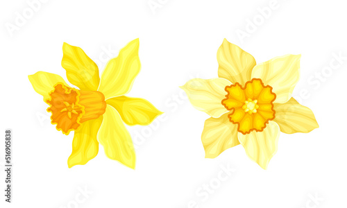 Set of beautiful yellow narcissus flowers vector illustration