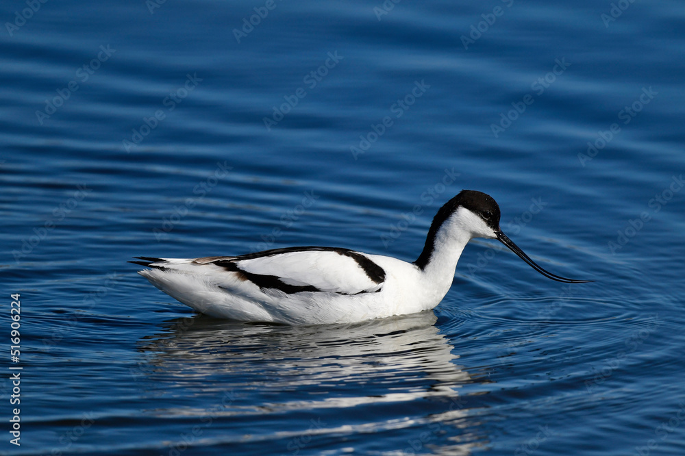 Pied avocet // Säbelschnäbler (Recurvirostra avosetta)