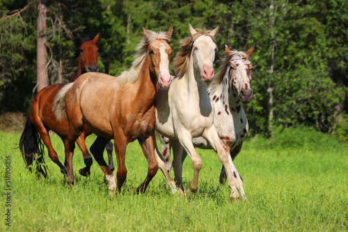 young Spanish horses of different colors run, together in a meadow against the background of the forest, palomino cream appaloosa horse with friends run and grow on the grass,