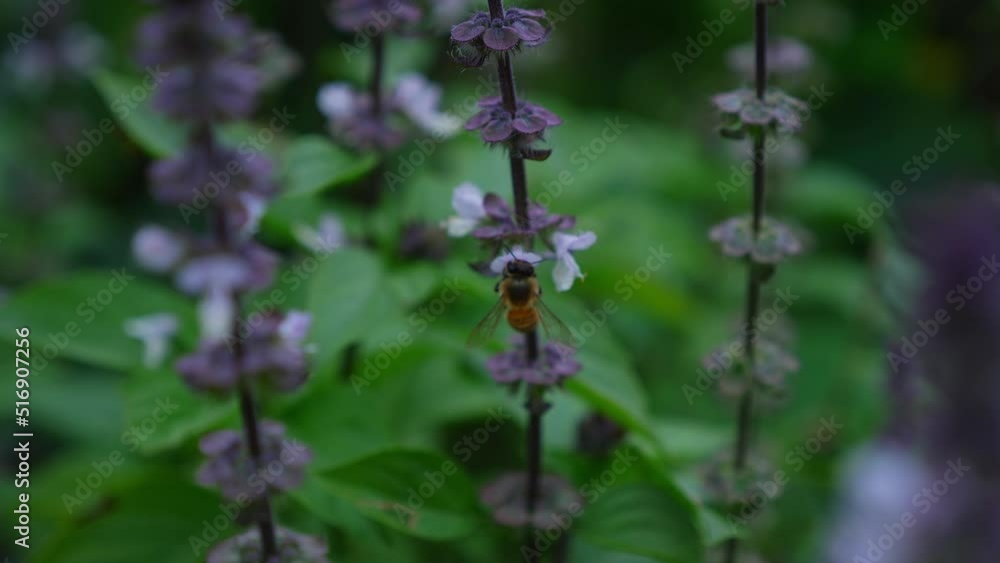 Australian Bee Collects Nectar From Basil Flowers - close up Australian Bee Collects Nectar From Basil Flowers - close up