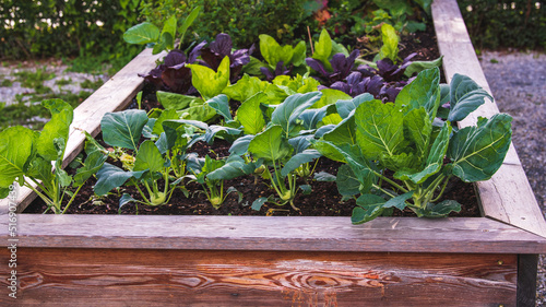 Salatpflanzen in einem Hochbeet, Gartenpflege und Gartenarbeit - Bio Gemüseanbau im eigenen Garten photo