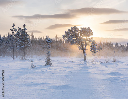 Wallpaper Mural Forest and snow Torontodigital.ca
