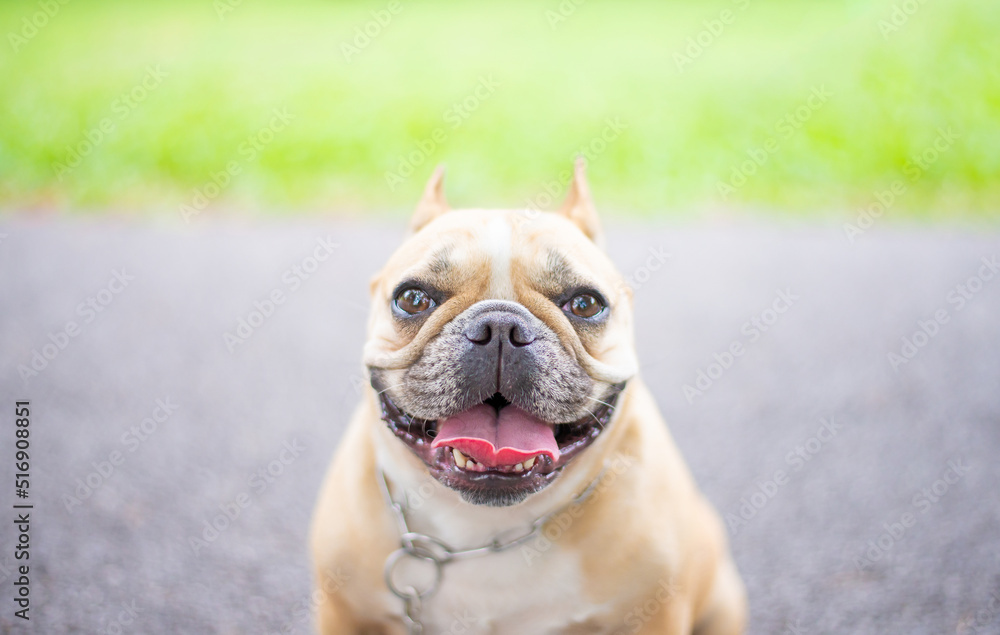 Fototapeta premium French Bulldog Pet Face and Gesture