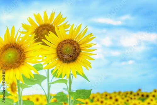 field of sunflowers