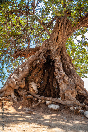 Old olive tree in a field