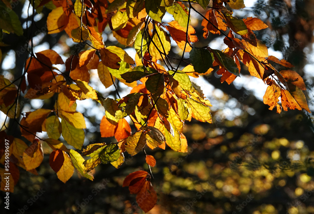 Fototapeta premium Beautiful colours on the leaves of a tree in the autumn sunshine. 