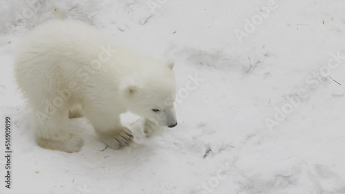 A polar bear cub walks in a winter in a zoo