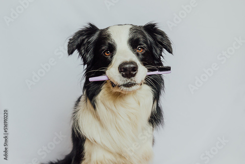 Cute smart funny puppy dog border collie holding toothbrush in mouth isolated on white background. Oral hygiene of pets. Veterinary medicine, dog teeth health care banner © Юлия Завалишина