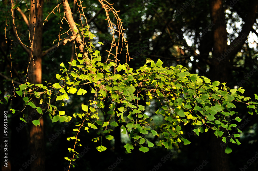 Fototapeta premium green ginkgo leaves in spring