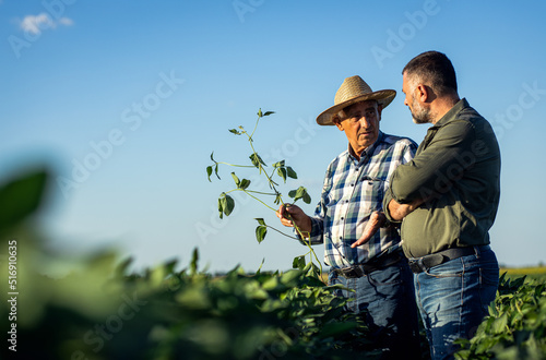 Two farmers in a field examining soy crop.